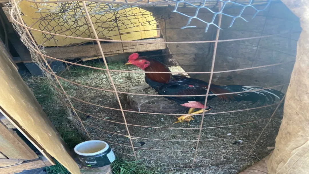 PCGO resgata galos usados em rinhas na cidade de Morrinhos