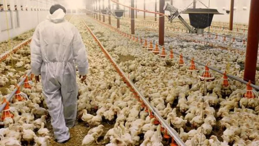 China audita Brasil sobre gripe aviária; União Europeia retoma importações de frango