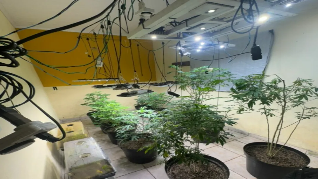 Polícia Civil descobre estufa de maconha e apreende drogas sintéticas em operação em Cavalcante