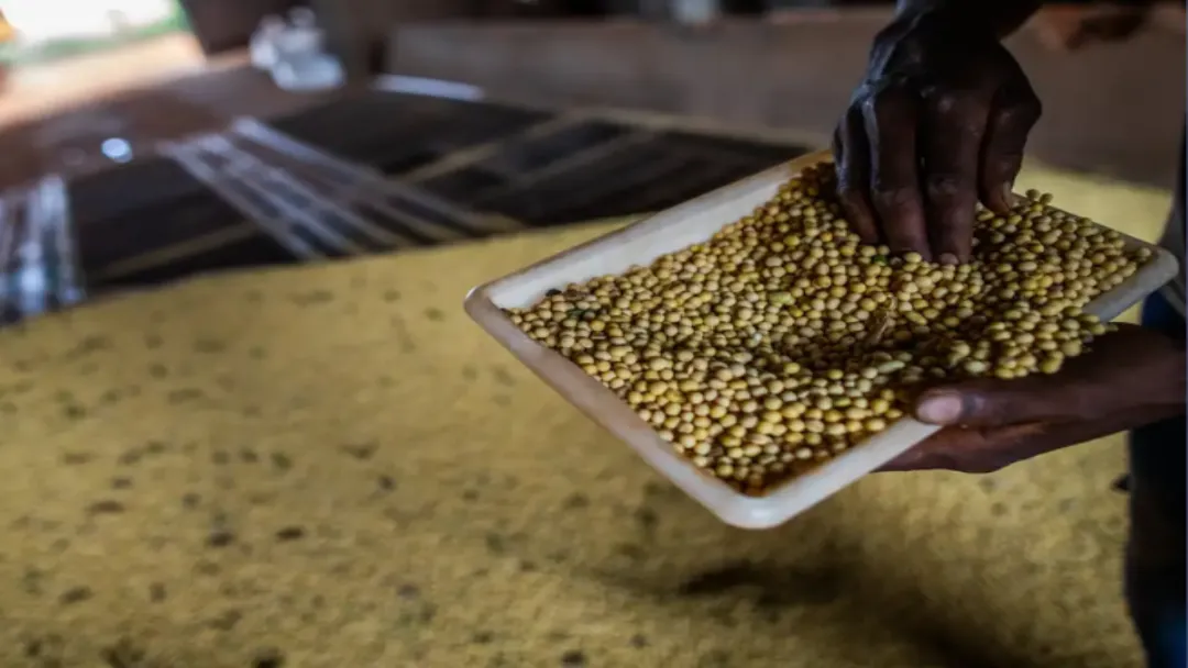 Rio Verde e Cristalina se destacam entre as maiores potências agrícolas do Brasil