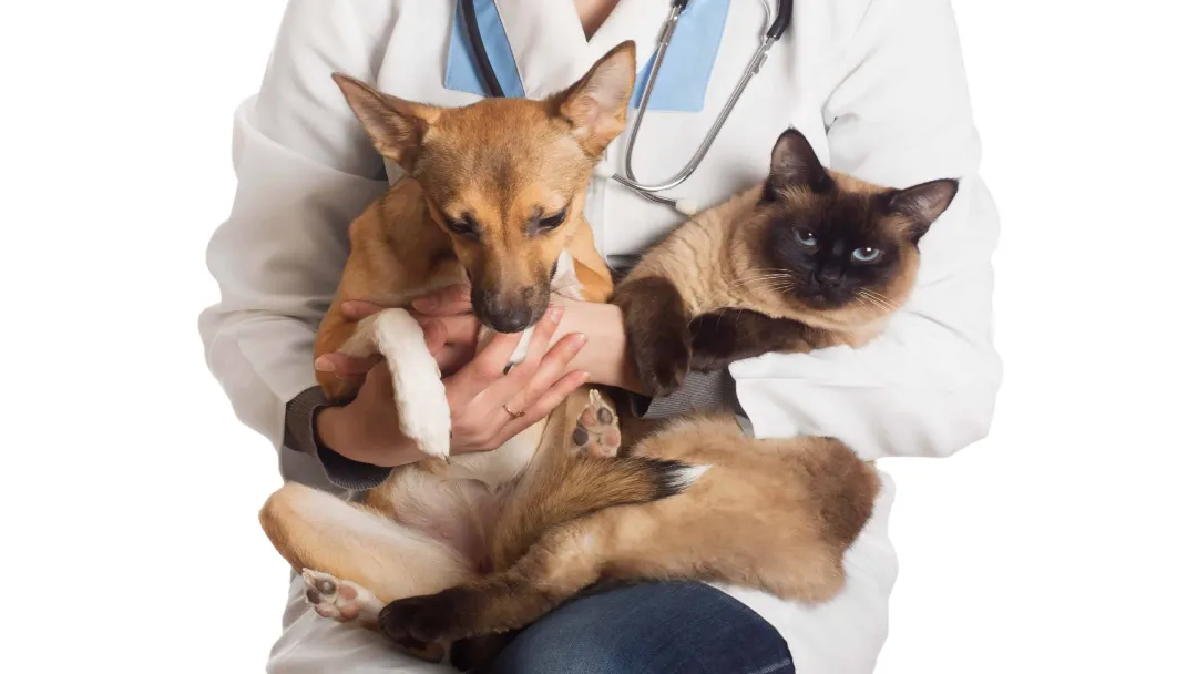 Presidente da Alego realiza ação de castração de cães e gatos no Jardim Itaipu