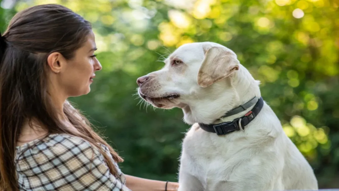 Como cães usam o olfato para detectar doenças em tutores
