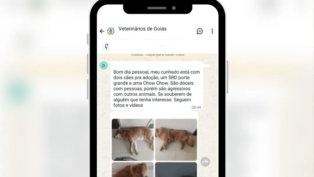 Donos tentam doar cães que mataram 40 gatos no Setor Sul