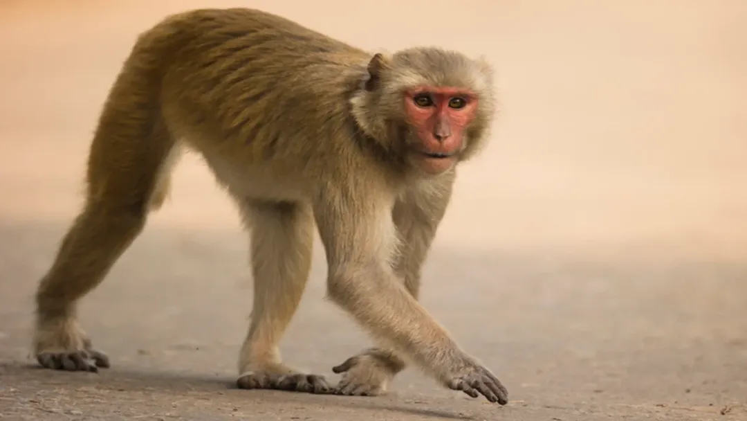 Acidente nos EUA: macacos de laboratório fogem e autoridades alertam para risco de doenças