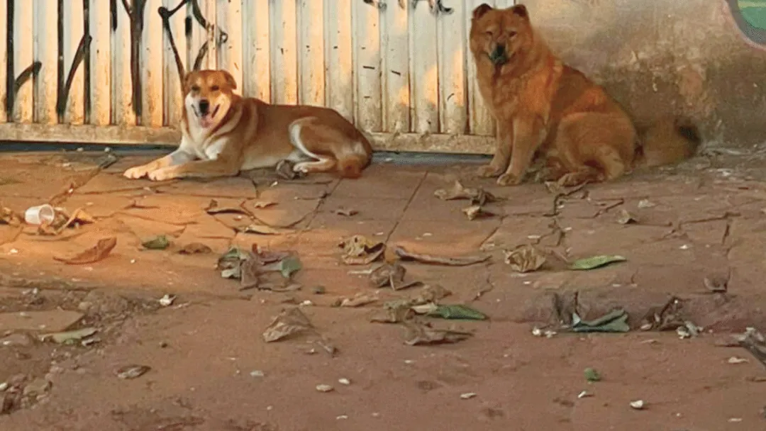 Cães soltos no Setor Sul matam 40 gatos e cadela