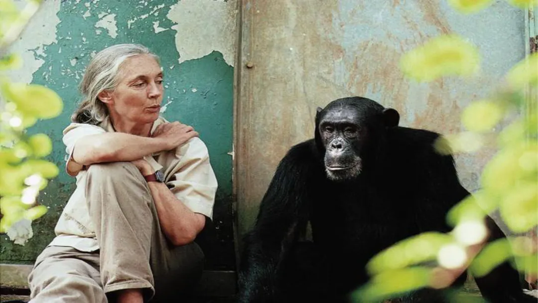 Morre Jane Goodall aos 91 anos: pioneira transformou a ciência ao revelar emoções e inteligência dos chimpanzés