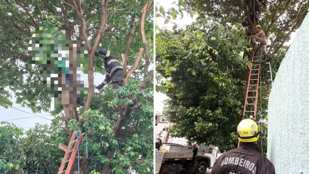 ⚡ Choque Fatal em Caldas Novas: Poda de Árvore Causa Morte