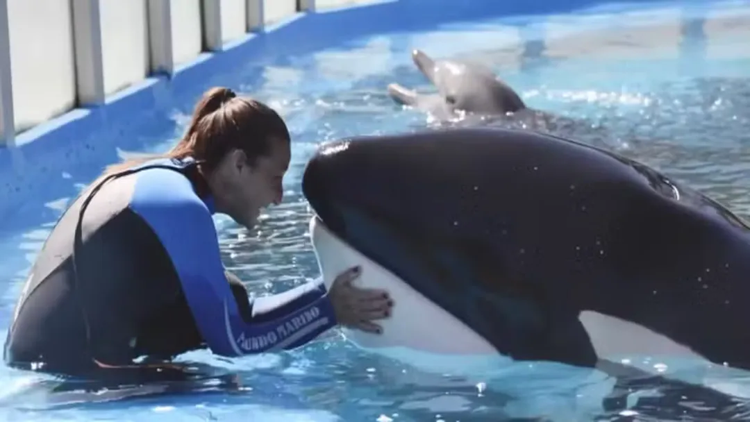 "Orca mais solitária do mundo" morre aos 36 anos na Argentina