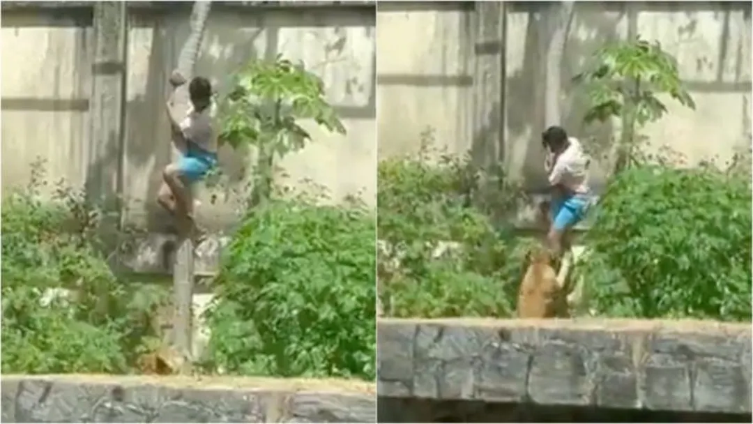 Homem Morre Atacado por Leoa após Invadir Recinto