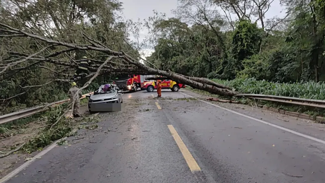 Árvore cai sobre carro na BR-040 e mata uma pessoa em Luziânia
