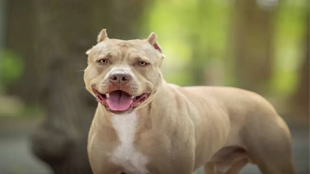 Bombeiro salva filho de ataque de pitbull em Goiânia; veja