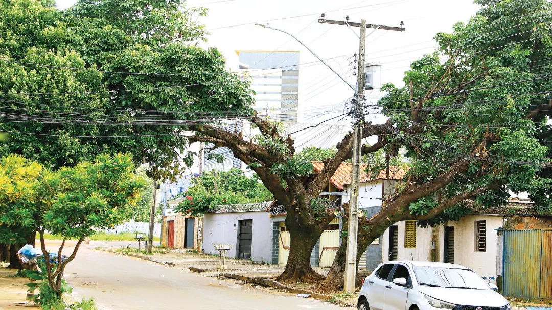 Goiânia: Árvores que sofreram poda drástica no Pedro Ludovico serão retiradas