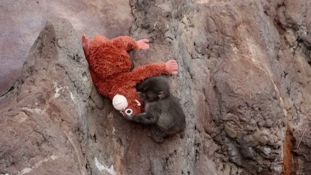 Punch: Macaco que usava pelúcia é aceito por bando no Japão