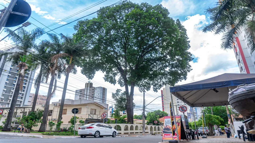 Retirada de mogno histórico na Rua 20 é adiada em Goiânia