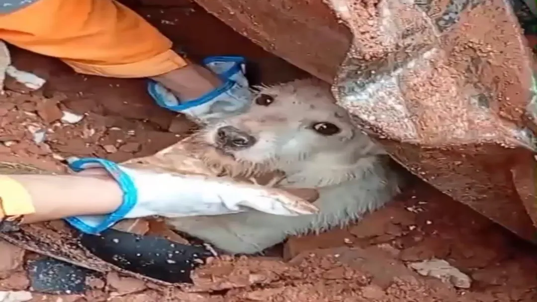 Cão Pumba é resgatado com vida após deslizamento em Juiz de Fora