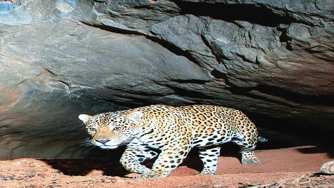 Serra dos Pireneus: Monitoramento registra 37 onças-pintadas na região de Pirenópolis