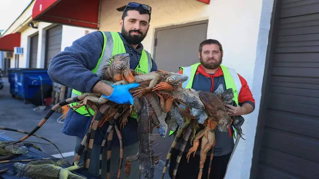 "Chuva" de Iguanas na Flórida: Mais de 5 Mil Animais São Recolhidos