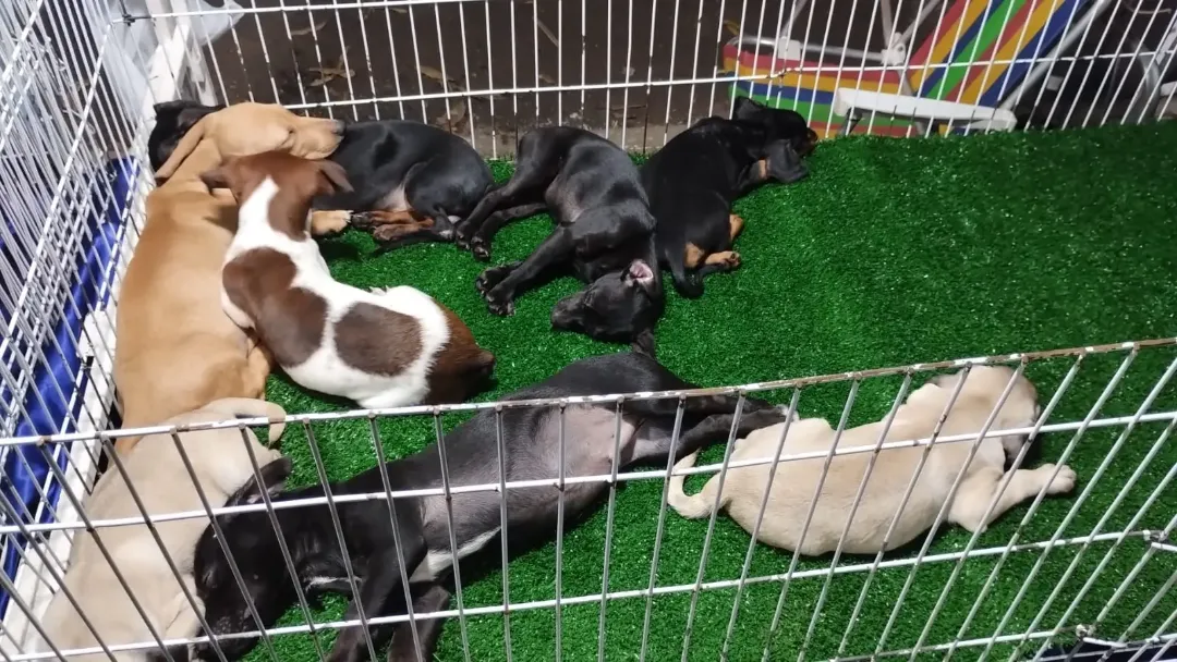 Operação fiscaliza venda ilegal de animais na Feira da Lua em Goiânia