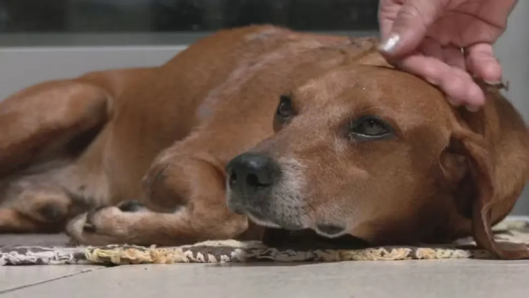Cão comunitário é queimado com líquido quente em Goiânia; perícia confirma tortura