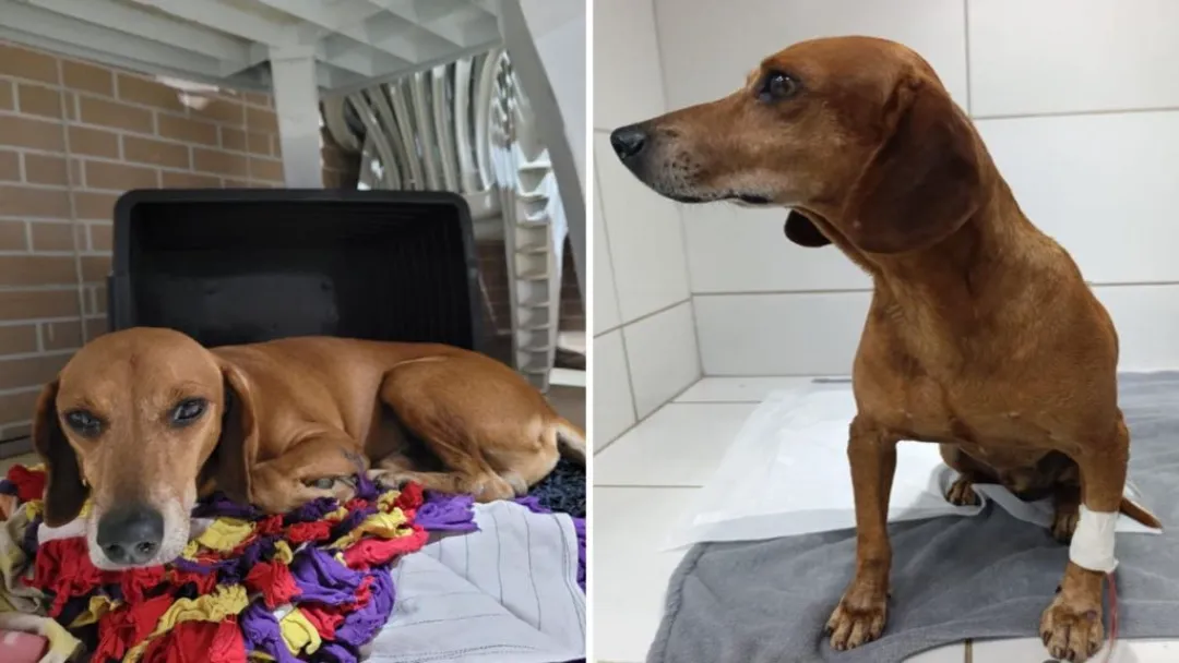 Mulher é indiciada por maus-tratos a cachorro em Goiânia