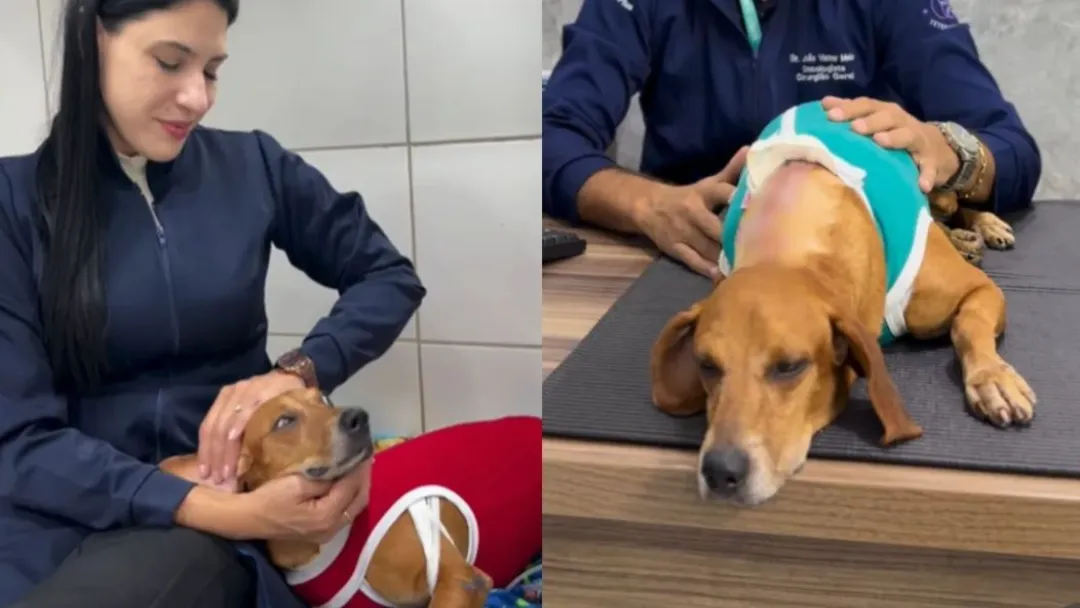 Cão Johnny tem infecção generalizada após ataque em Goiânia