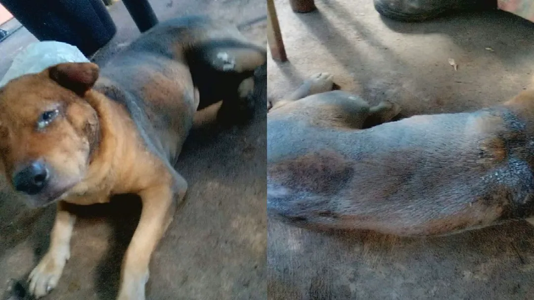 Mecânico confessa ter ateado fogo em cão em Aparecida de Goiânia