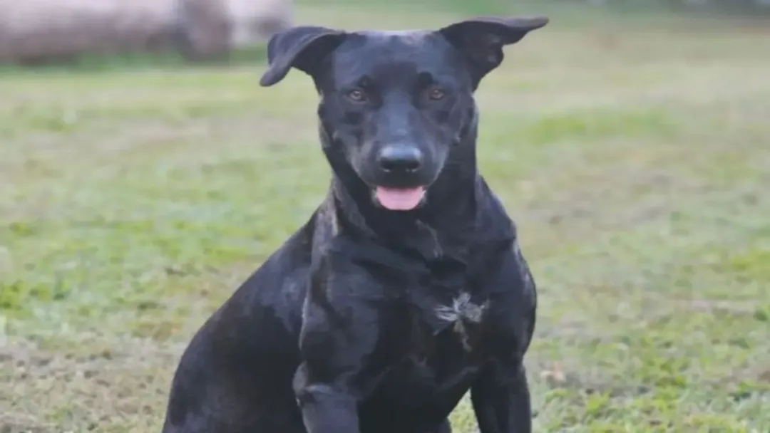 Caso Brutos: Bombeiro passa por avaliação após matar cão