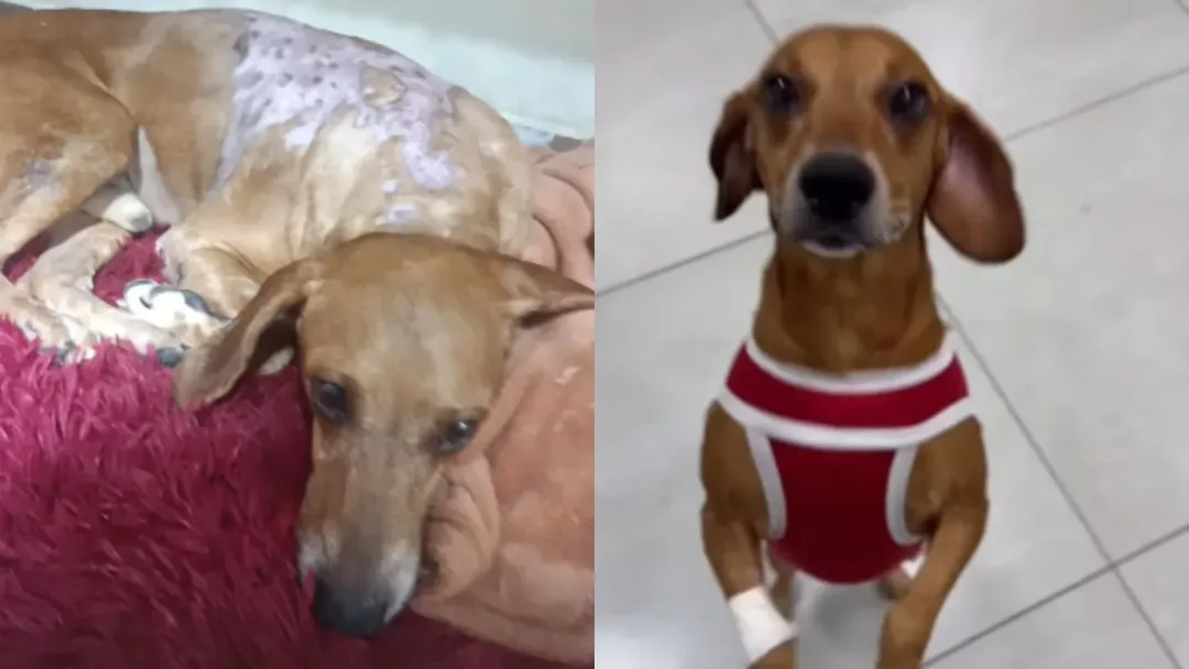 Cão Jhonny recebe alta após queimaduras e vai para tutora em Goiânia
