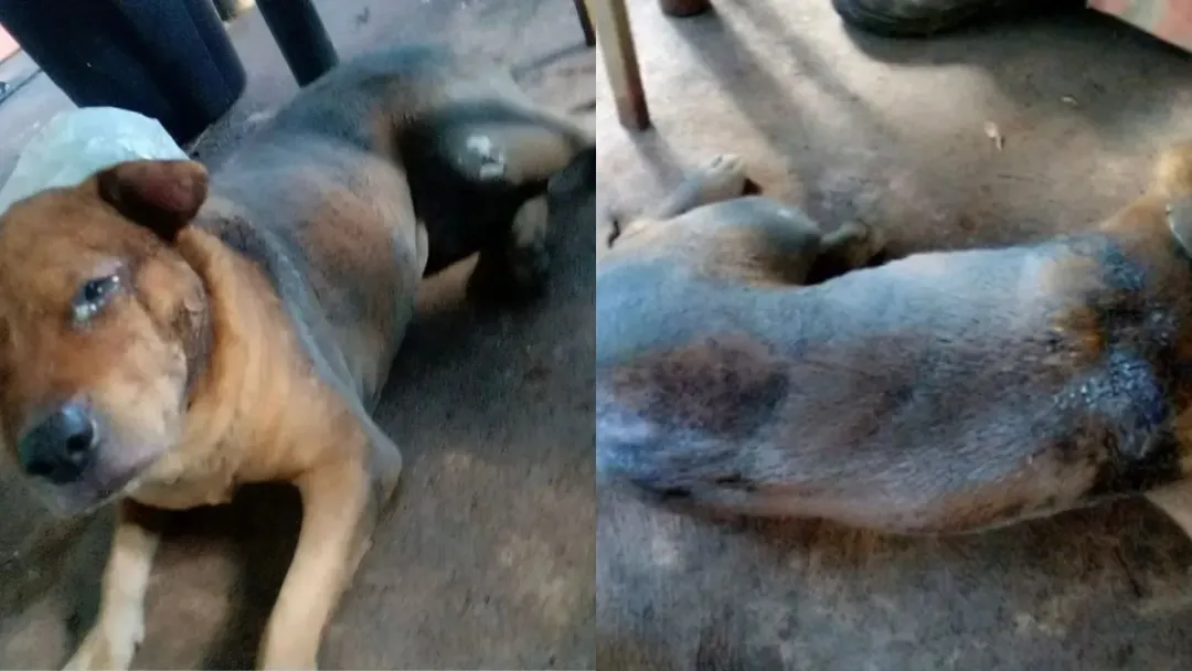 Mecânico é multado em R$ 50 mil por incendiar cão em Aparecida