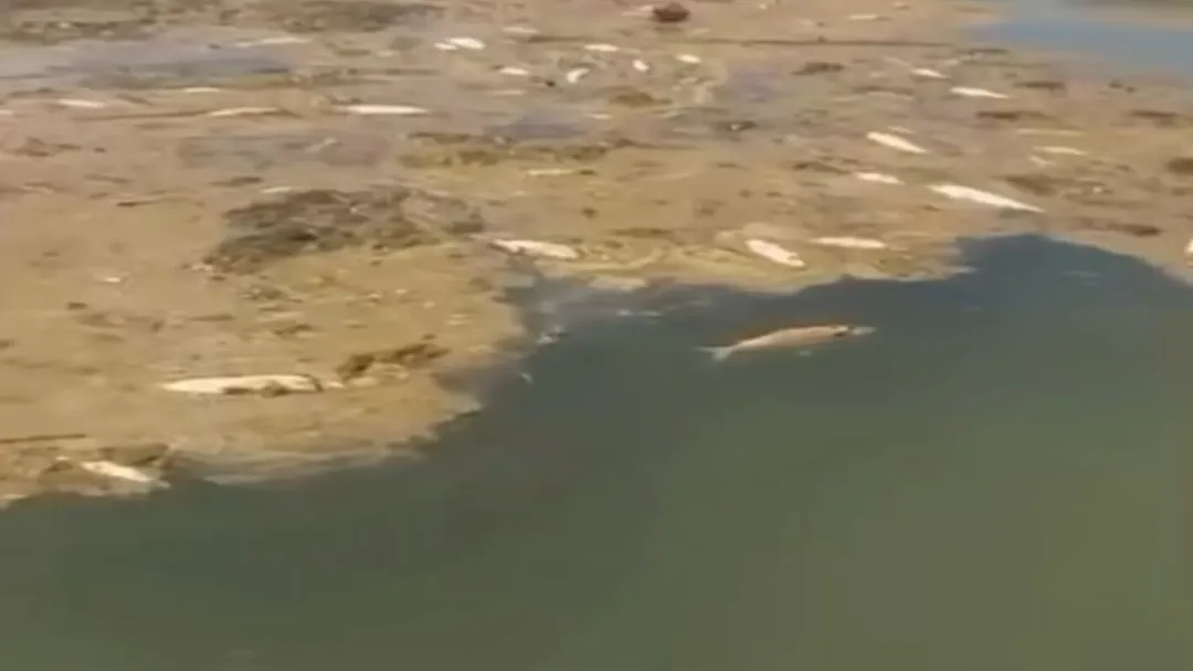 Peixes mortos no Serra da Mesa assustam moradores