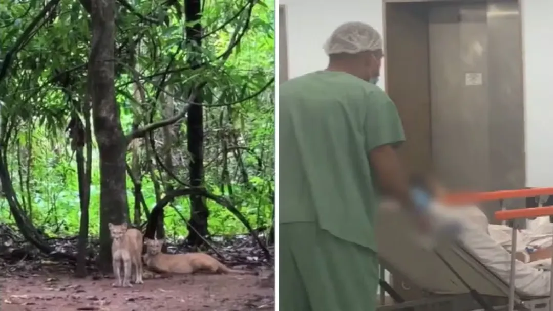 Menina atacada por onça segue internada após cirurgia