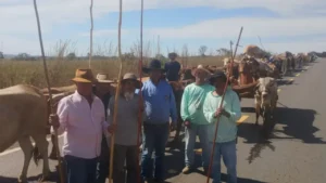 Romaria do Divino Pai Eterno 2026: fiéis enfrentam longas jornadas de carro de boi rumo a Trindade