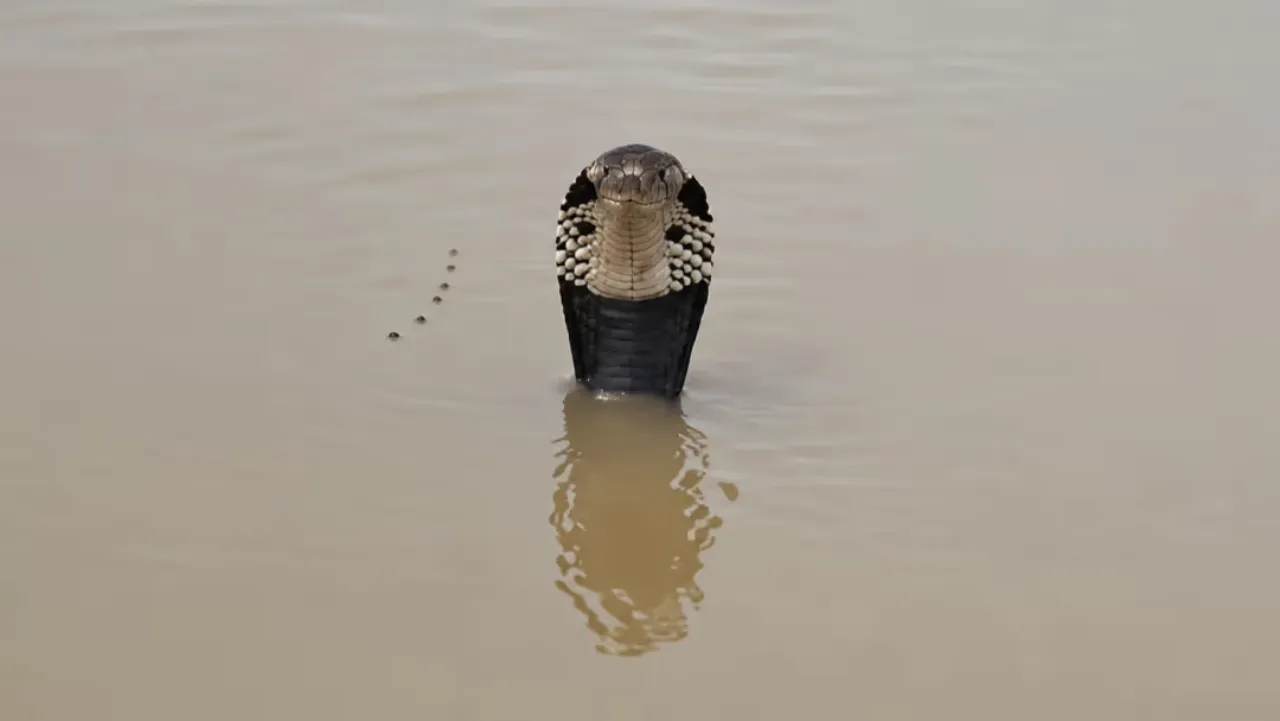 Mais de 900 cobras escapam após tufão na China; mulher morre vítima de picada
