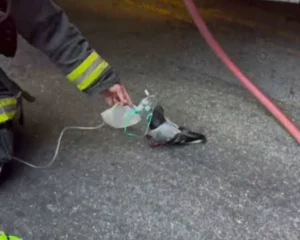Bombeiros salvam pombo com oxigênio após incêndio e vídeo emociona nas redes