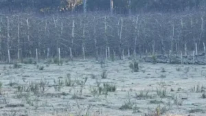Frio intenso congela carros e cobre Serra de SC com geada; mínima chega a -2,75°C