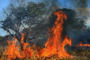 Goiás cria força-tarefa contra queimadas e impactos do El Niño