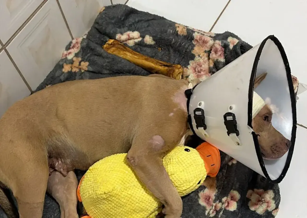 Pitbull Fênix morre após um mês de tratamento em Goiânia